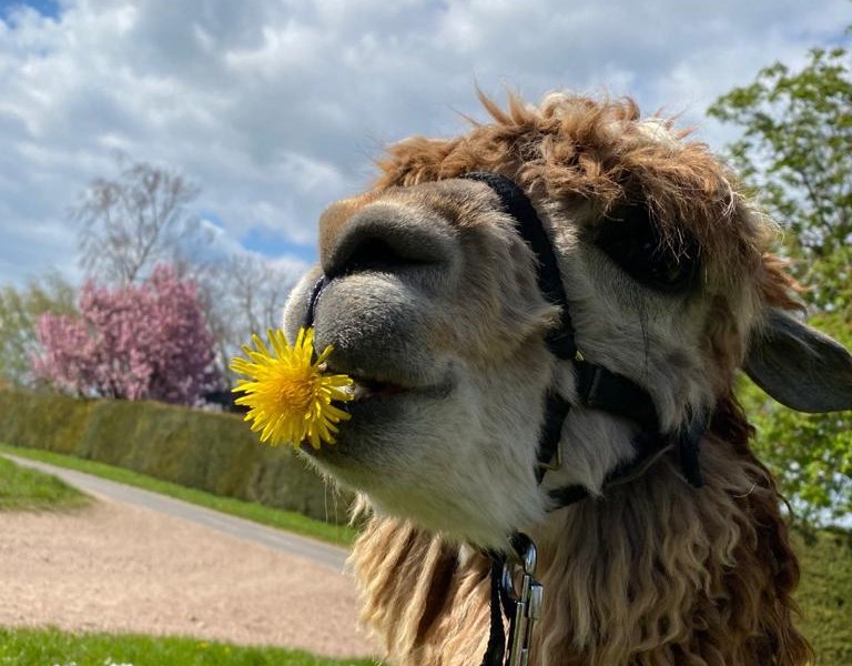 Alpaka mit Blume, © Lucky Ranch Uta Luckas Alpaka mit Blume, © Lucky Ranch Uta Luckas