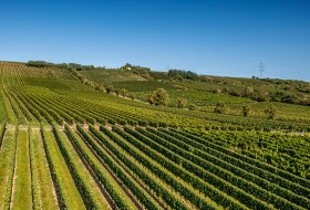 Bodenheimer Mönchspfad Bodenheimer Mönchspfad