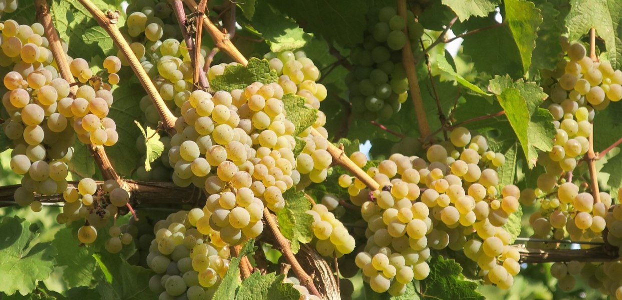 bruehler-hof-riesling, © Weingut Brühler Hof bruehler-hof-riesling, © Weingut Brühler Hof