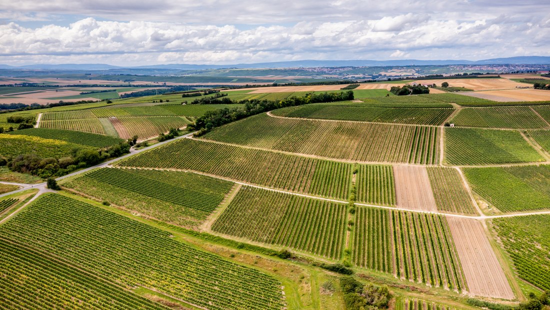 Zornheimer Guldenmorgen Zornheimer Guldenmorgen
