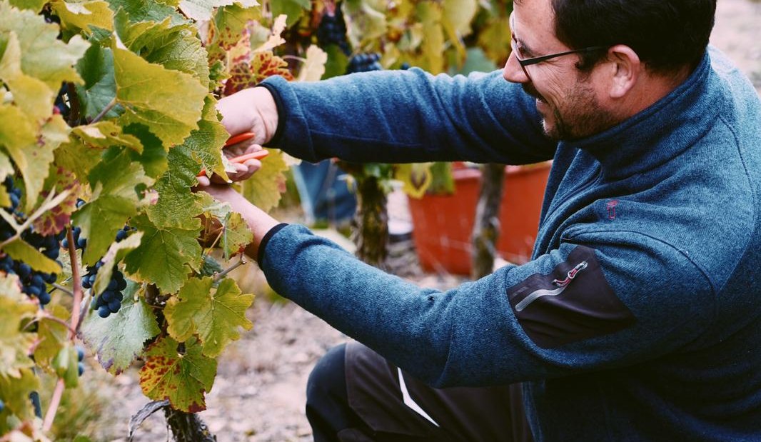 Weingut Schnabel_Weinlese, © Weingut Schnabel Weingut Schnabel_Weinlese, © Weingut Schnabel