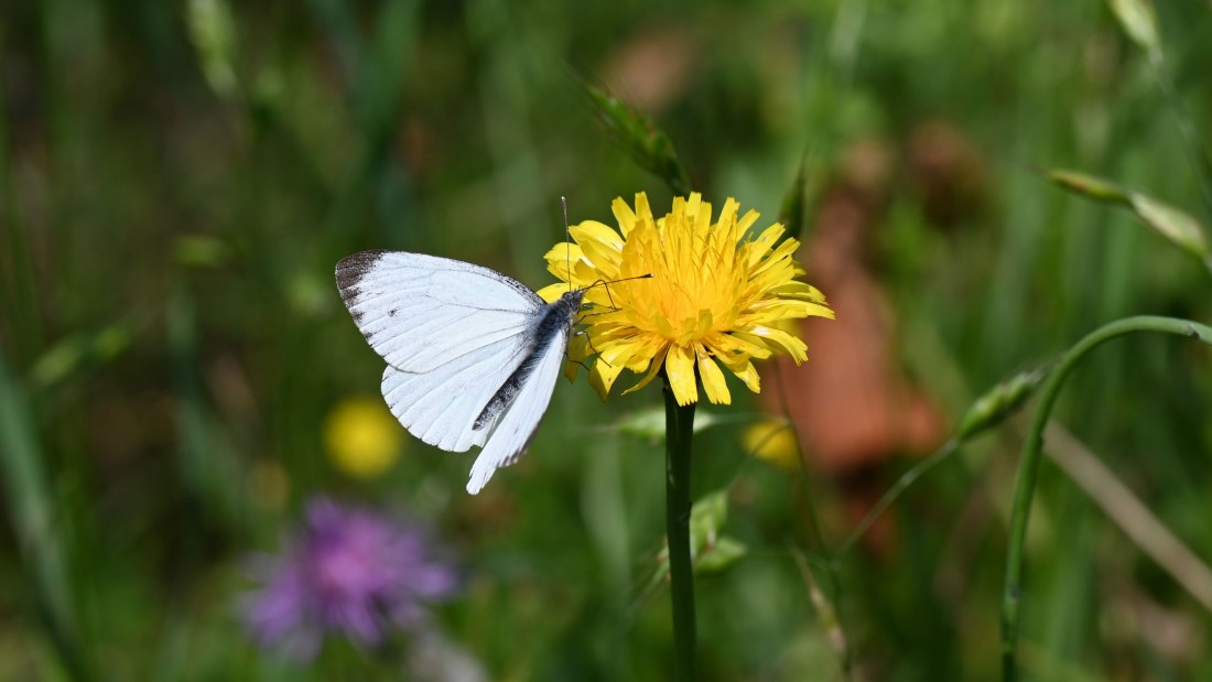 Weingut Jung & Knobloch_Wiese, © Weingut Jung & Knobloch Weingut Jung & Knobloch_Wiese, © Weingut Jung & Knobloch