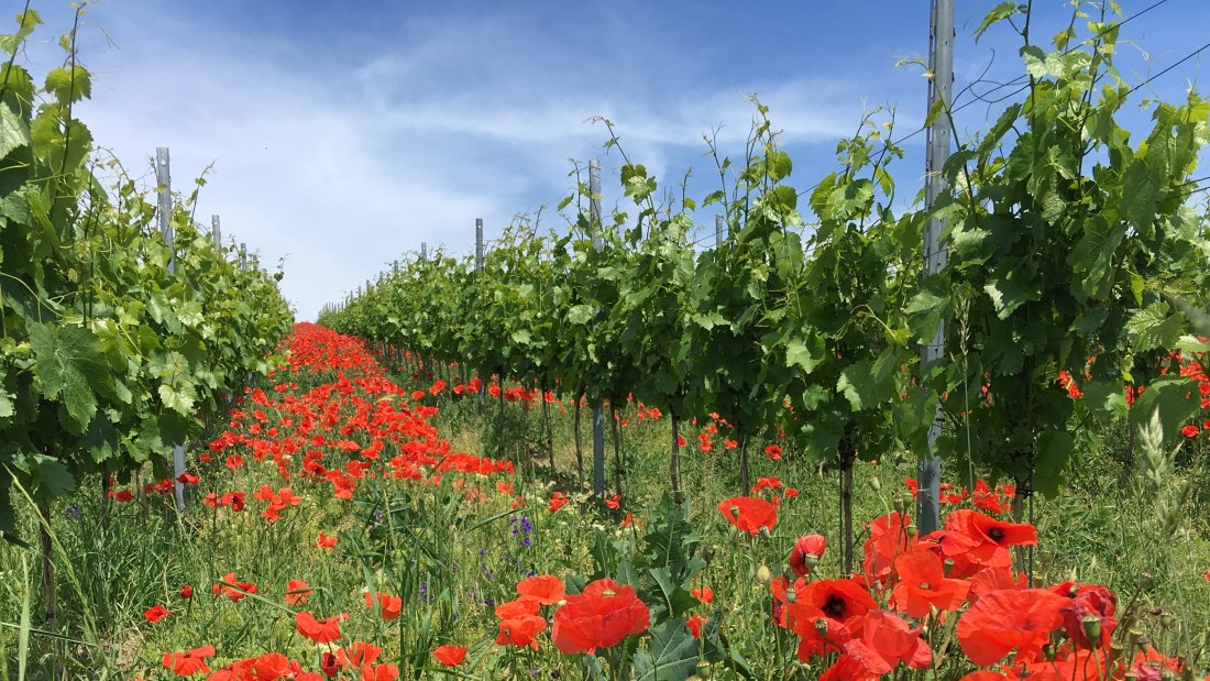 IMG_3037_Klatschmohn IMG_3037_Klatschmohn