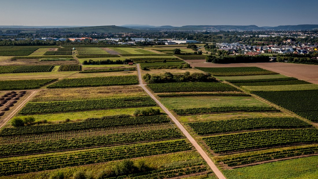 Grolsheimer Ölberg Grolsheimer Ölberg