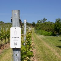 JUWEL Weinberge neben dem Weingut in Alsheim JUWEL Weinberge neben dem Weingut in Alsheim