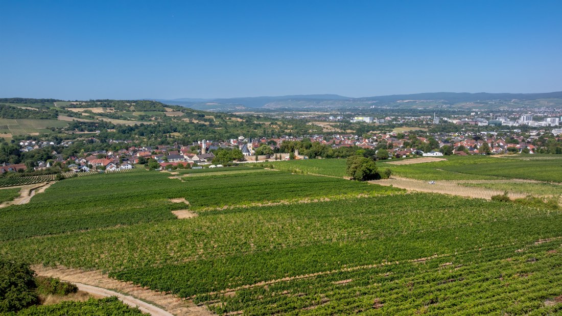 Ingelheimer Burgberg-093 Kopie, © Torsten Silz Ingelheimer Burgberg-093 Kopie, © Torsten Silz