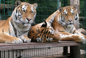 Die Bewohner des Tigergartens. Die Bewohner des Tigergartens.