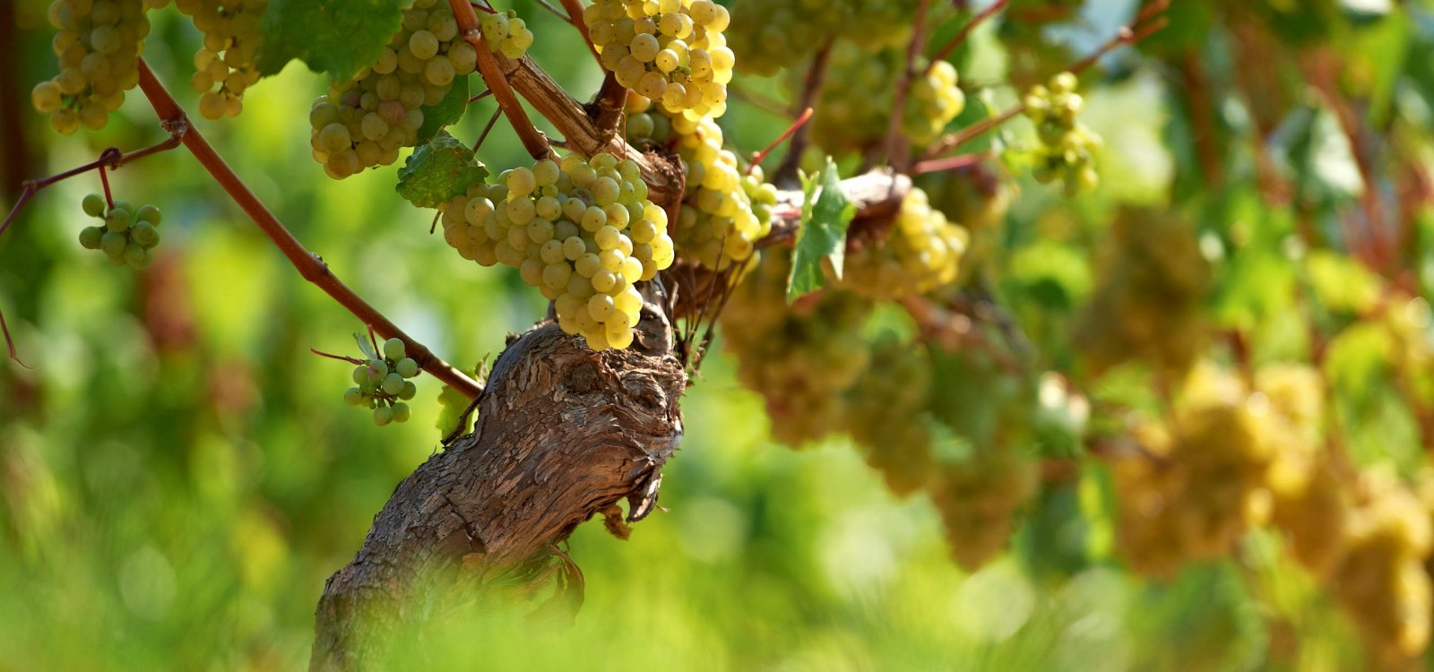 Riesling Riesling