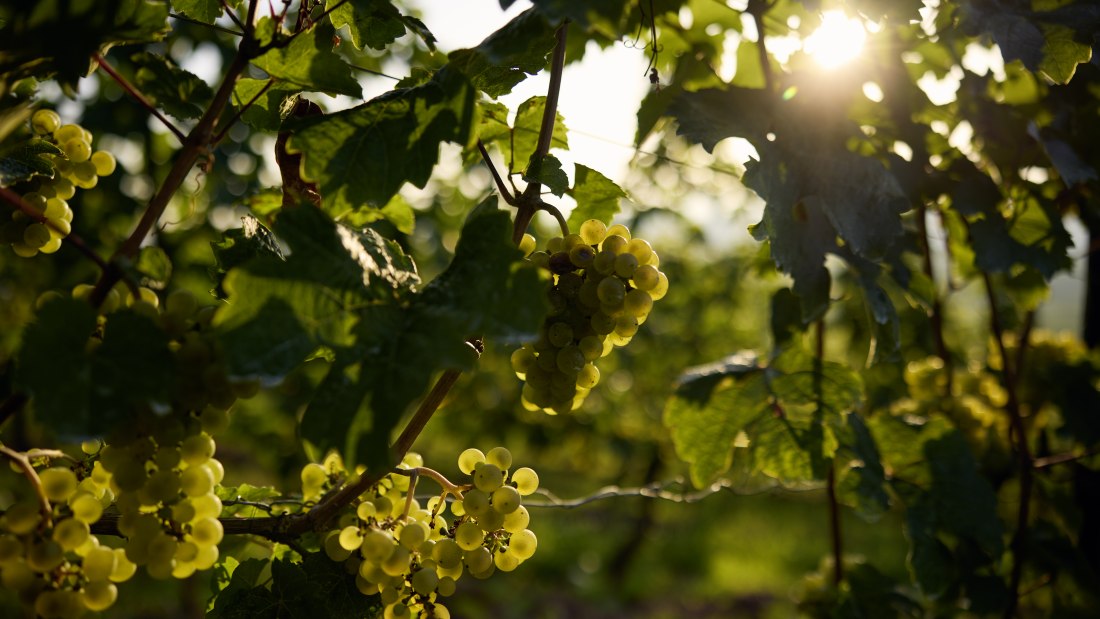 Weingut Wittmann_Weinberg Trauben_by David Maurer Weingut Wittmann_Weinberg Trauben_by David Maurer