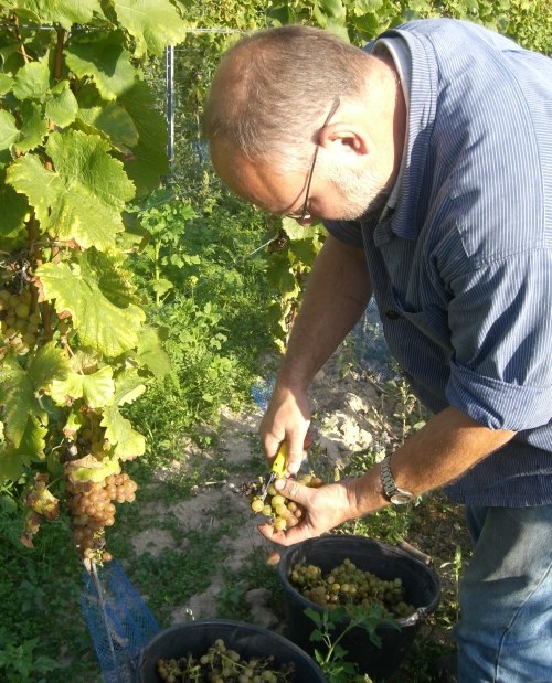 Weingut Goldschmidt_Traubenselektion, © Weingut Goldschmidt Weingut Goldschmidt_Traubenselektion, © Weingut Goldschmidt