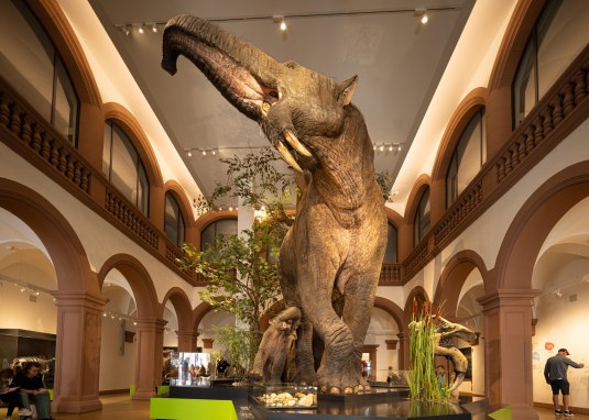 Naturhistorisches Museum Elefant © mainzplus CITYMARKETING GmbH Naturhistorisches Museum Elefant © mainzplus CITYMARKETING GmbH