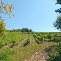 Blick über die Weinberge Blick über die Weinberge
