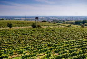 Guntersblumer Steig-Terrassen Guntersblumer Steig-Terrassen