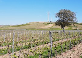 WeinWANDERN im Selztal, © Ute Feldmann WeinWANDERN im Selztal, © Ute Feldmann