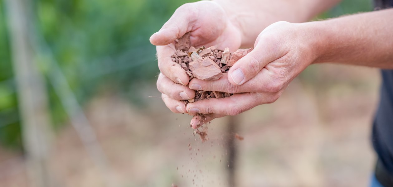 © Weingut Seebrich © Weingut Seebrich