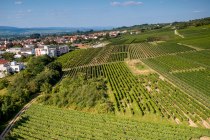 Ingelheimer Höllenweg Ingelheimer Höllenweg