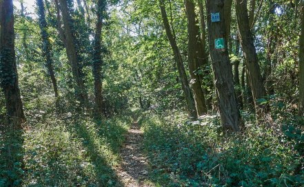 Waldpfad der Hiwweltour Aulheimer Tal, © Frank Hamm der Entspannende Waldpfad der Hiwweltour Aulheimer Tal, © Frank Hamm der Entspannende