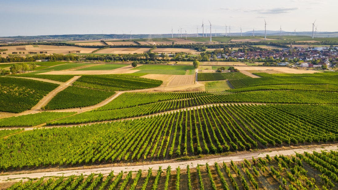 Rheinhessen-2020-519, © Dominik Ketz Rheinhessen-2020-519, © Dominik Ketz
