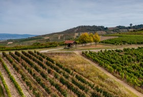 Aspisheimer Sonnenberg Aspisheimer Sonnenberg