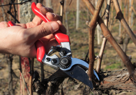 REBSCHNITT - Winzers Life I REBSCHNITT - Winzers Life I