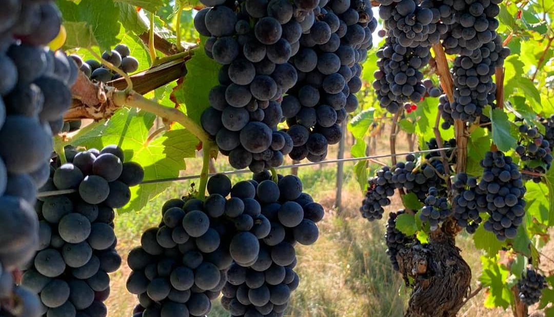 Weingut Schuhmacher-Weinrebe 5, © Weingut Schuhmacher Weingut Schuhmacher-Weinrebe 5, © Weingut Schuhmacher