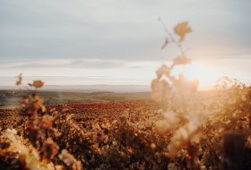 Weingut Hungermüller_Weinreben © Weingut Hungermüller Weingut Hungermüller_Weinreben © Weingut Hungermüller