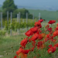 Weinbergsromantik © Schäffer Weinolsheim Weinbergsromantik © Schäffer Weinolsheim