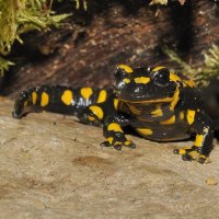 Gelbbauchunke © naturstation Gelbbauchunke © naturstation