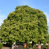 Rosskastanie © Arnold Müller Rosskastanie © Arnold Müller