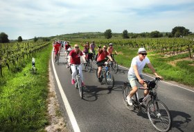 Eine Gruppe von Radfahrenden fährt während der Veranstaltung „Rheinradeln“ auf einer Straße zwischen Weinbergen entlang. Die Strecke zwischen Worms und Oppenheim führt durch die Weinlandschaft Rheinhessens. © inmedia.info Mehrere Radfahrende fahren auf einer asphaltierten Straße durch Weinberge während der Veranstaltung Rheinradeln zwischen Worms und Oppenheim. Links und rechts der Straße stehen Rebreihen, im Hintergrund sind Hügel, Bäume und ein weiter Himmel zu sehen.