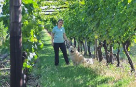 Weinlaube © Verbandsgemeinde Gau-Algesheim, Foto: Andreas Pacek Weinlaube © Verbandsgemeinde Gau-Algesheim, Foto: Andreas Pacek