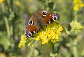 Schmetterling Schmetterling