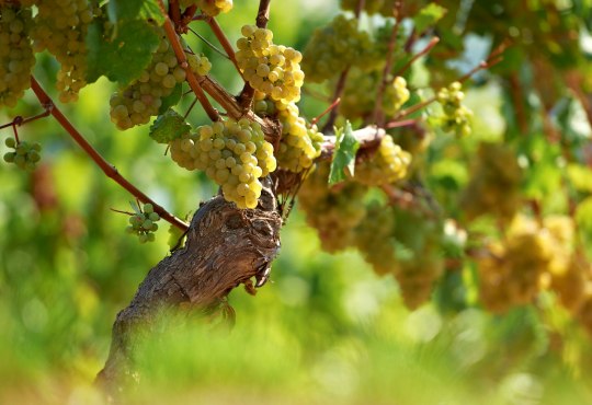 Rieslingrebe Rieslingrebe