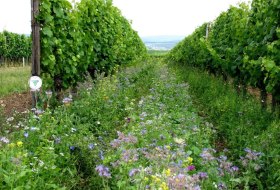 bruehler-hof-groen, © Weingut Brühler Hof bruehler-hof-groen, © Weingut Brühler Hof