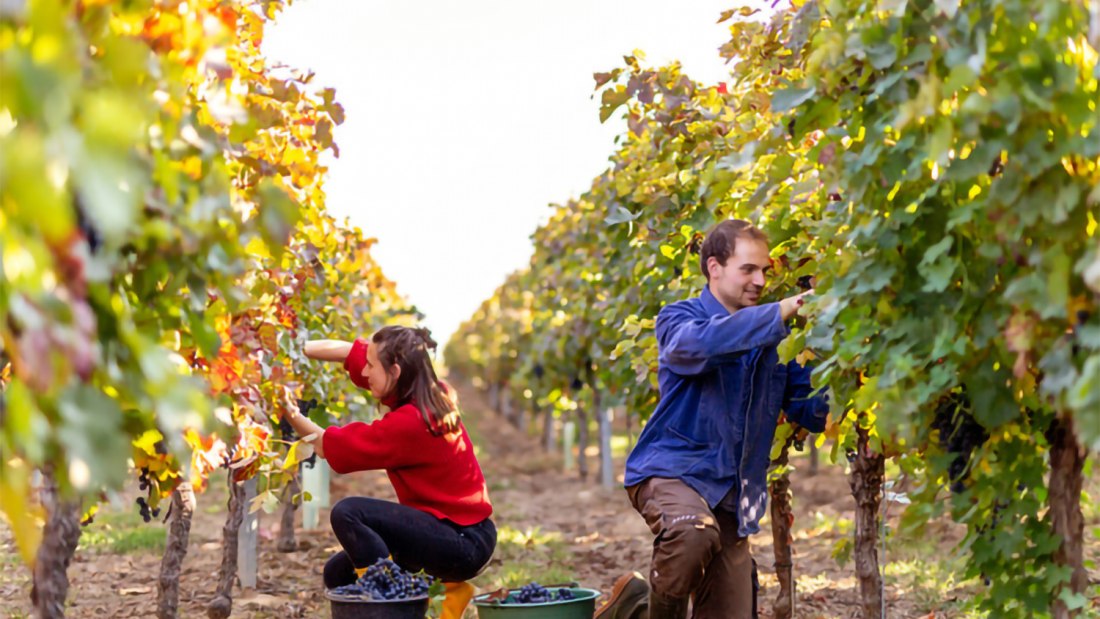Weinlese Weingut Eckert, © Twain Wegner Weinlese Weingut Eckert, © Twain Wegner