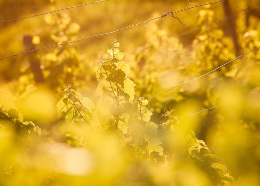 Weinland Nahe © Weinland Nahe e.V./ Moritz Attenberger Weinland Nahe © Weinland Nahe e.V./ Moritz Attenberger