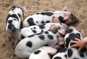 Bentheimer Schweine © pixabay Bentheimer Schweine © pixabay