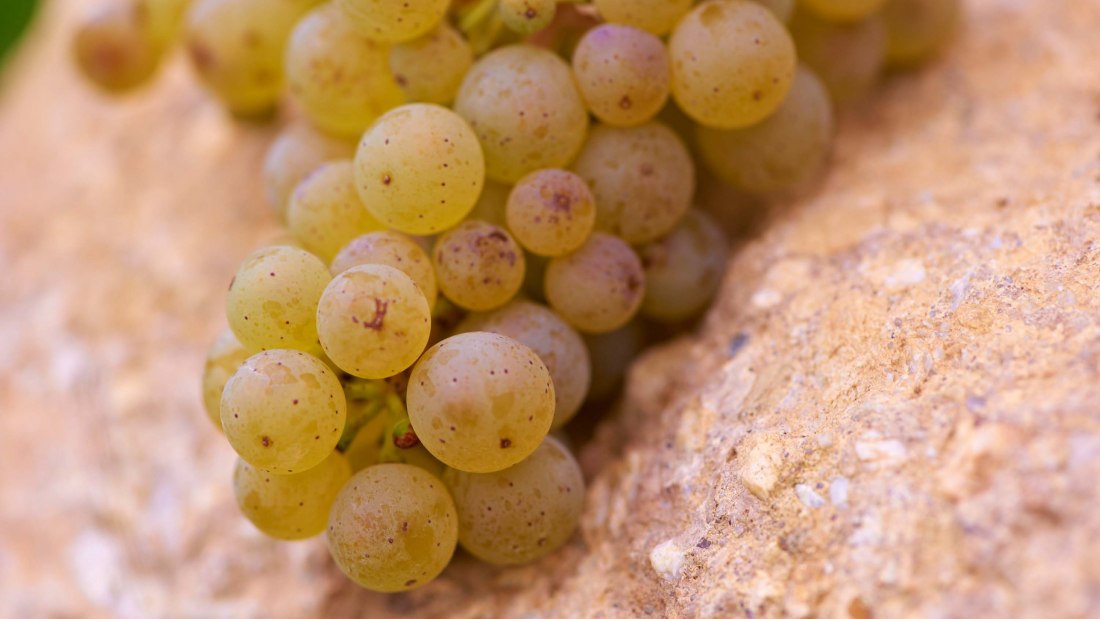 Weingut Achenbach_Traube, © Weingut Achenbach Weingut Achenbach_Traube, © Weingut Achenbach