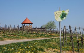 Weinbergsturm © Westenberger Weinbergsturm © Westenberger