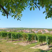 Weinlage Hammerstein Weinlage Hammerstein