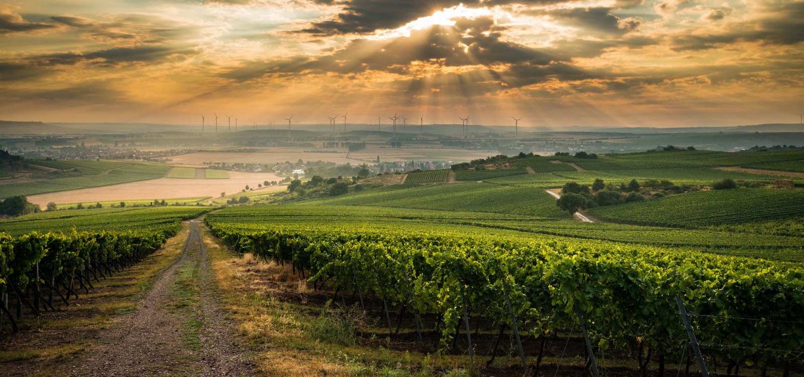 Zonsondergang in de wijngaarden, © CC BY SA 4.0 Dominik Ketz Zonsondergang in de wijngaarden, © CC BY SA 4.0 Dominik Ketz