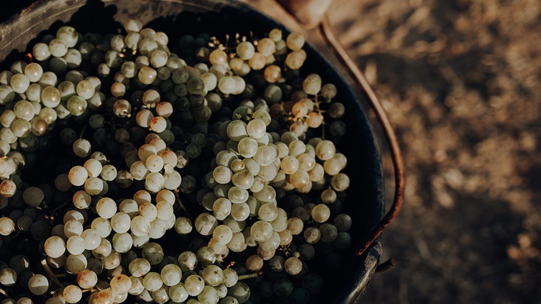 Weingut Bernhard_Trauben, © Ines Barwig Weingut Bernhard_Trauben, © Ines Barwig
