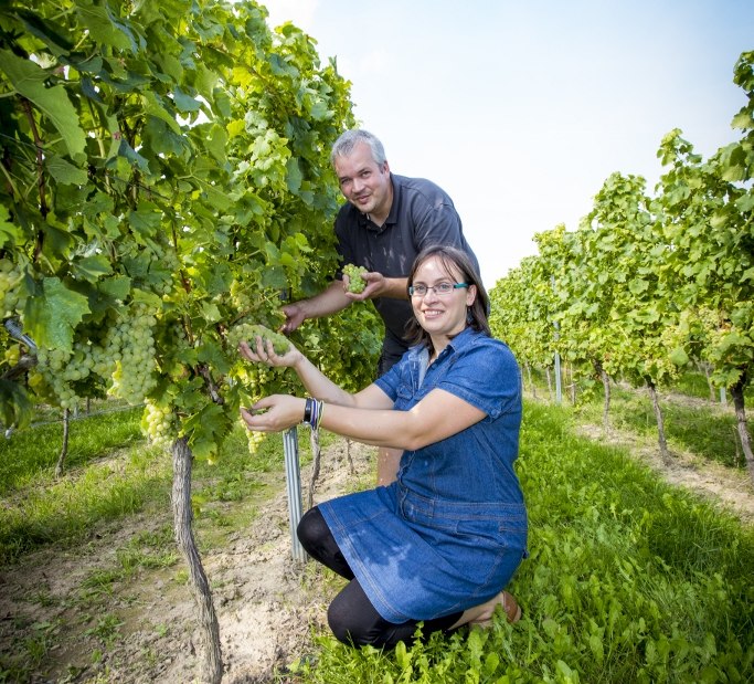 Weingut Helmut Best_Trauben, © Weingut Helmut Best Weingut Helmut Best_Trauben, © Weingut Helmut Best