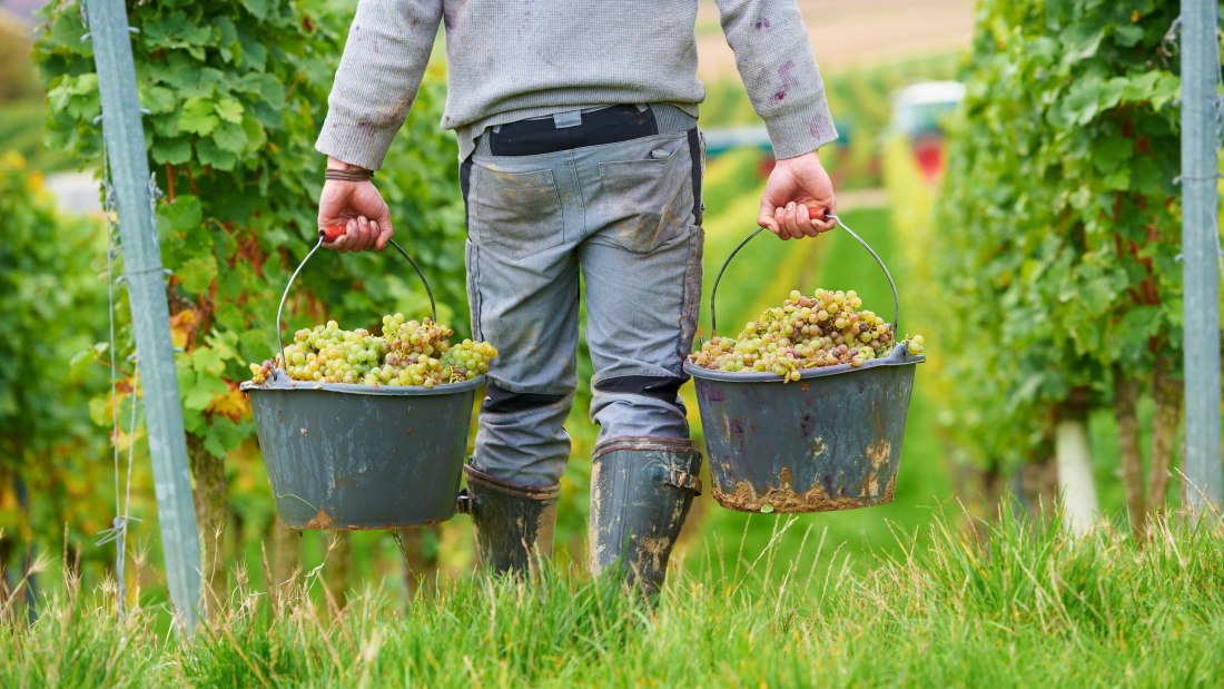 Weingut Achenbach_Weinlese, © Weingut Achenbach Weingut Achenbach_Weinlese, © Weingut Achenbach