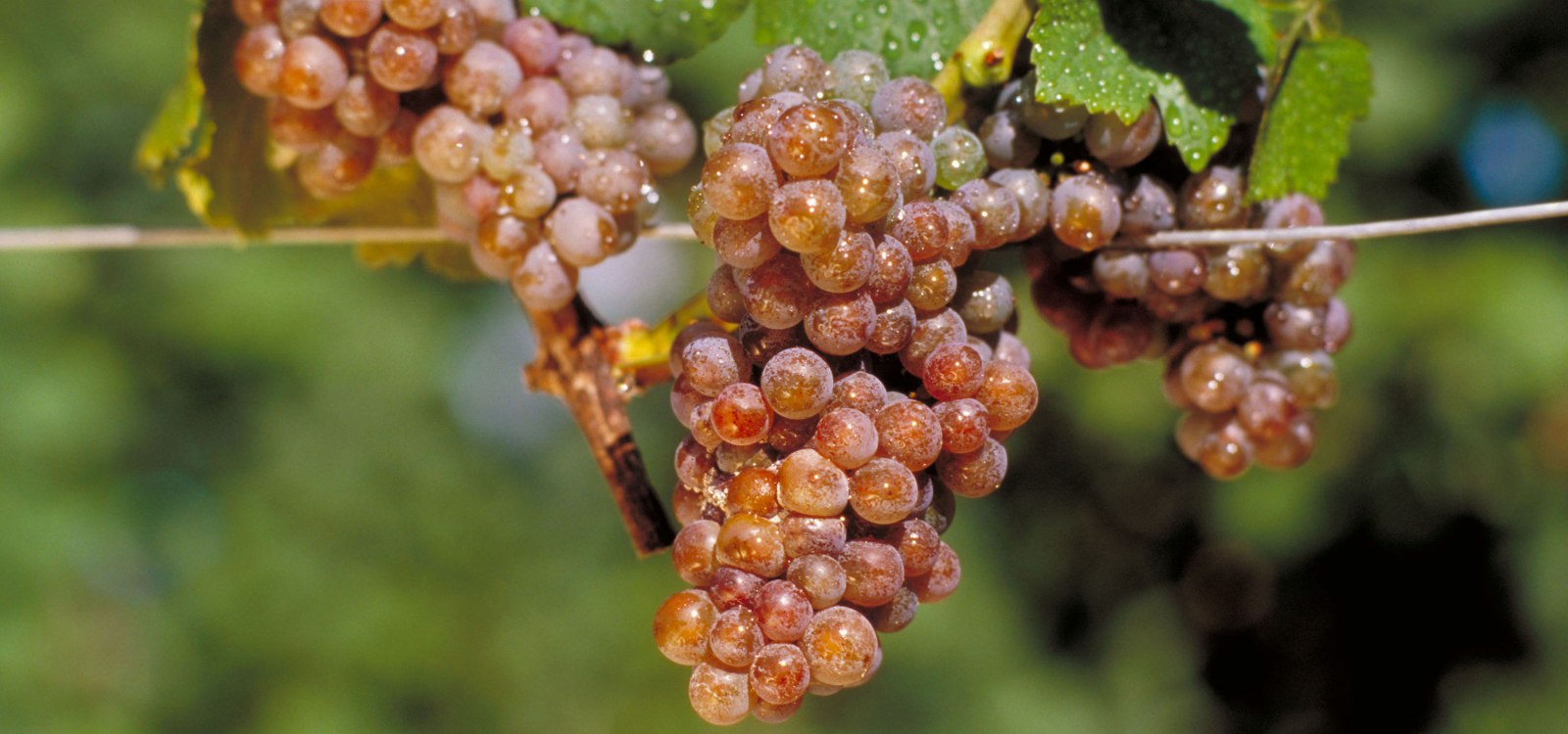 Gewurztraminer, © DWI Gewurztraminer, © DWI
