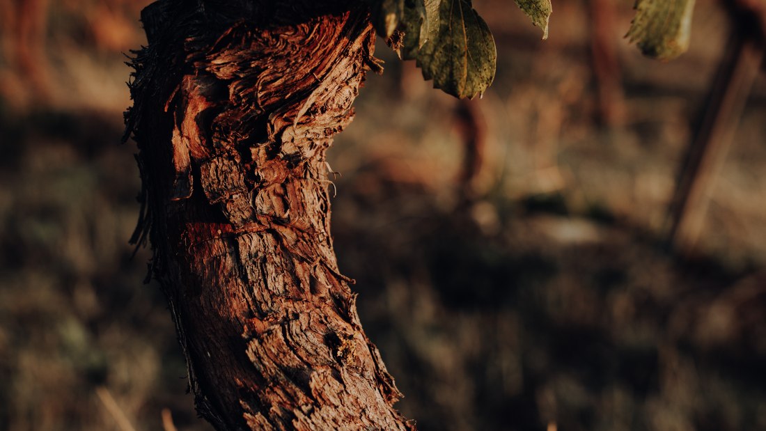 Weingut Bernhard_Rebstock, © Ines Barwig Weingut Bernhard_Rebstock, © Ines Barwig