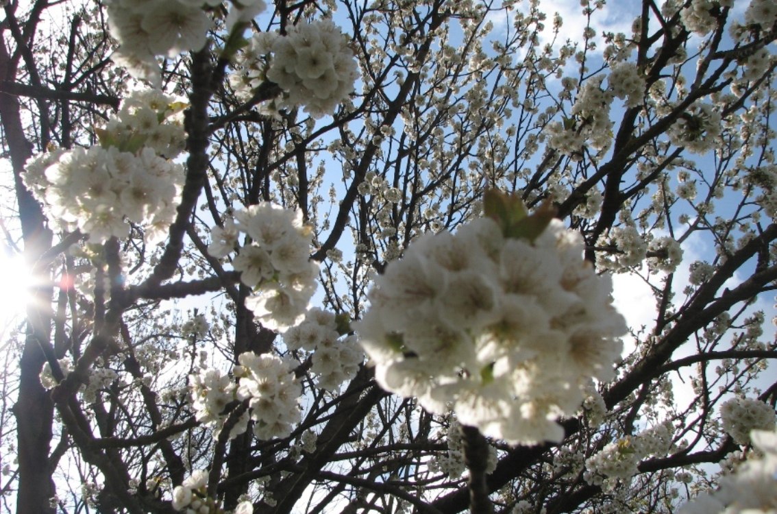 Kirschblüten Kirschblüten