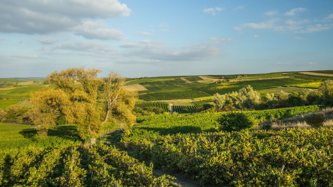 Weingut Rollanderhof_Weinberg, © Weingut Rollanderhof Weingut Rollanderhof_Weinberg, © Weingut Rollanderhof
