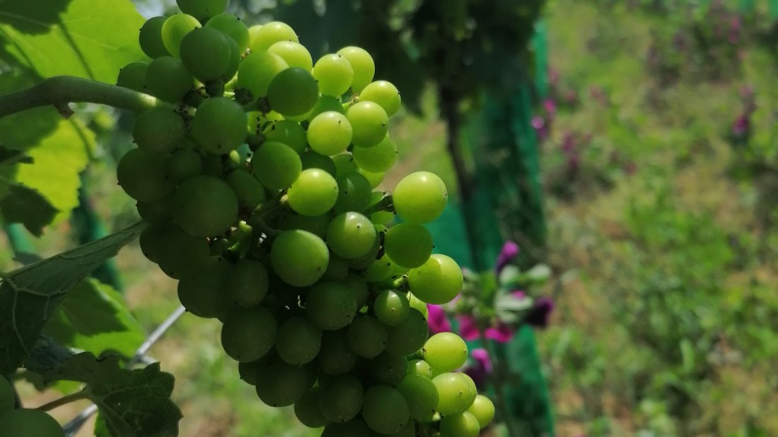 Bio Weingut Hellmich_Trauben, © Bio Weingut Hellmich Bio Weingut Hellmich_Trauben, © Bio Weingut Hellmich