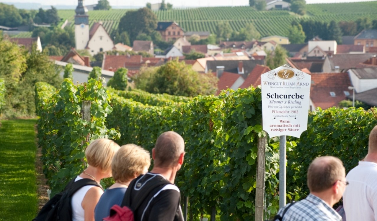 Wine festival on the pilgrim path Wine festival on the pilgrim path